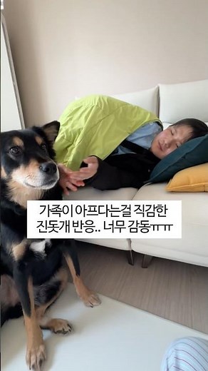 A dog that truly cares for and comforts its sick family #short #Jindodog