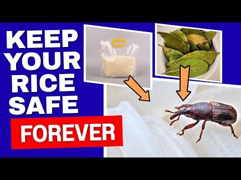 7 Genius Kitchen Hacks to Keep Rice Bugs Away Forever!