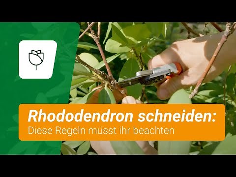 Pruning rhododendrons: These are the rules you need to follow