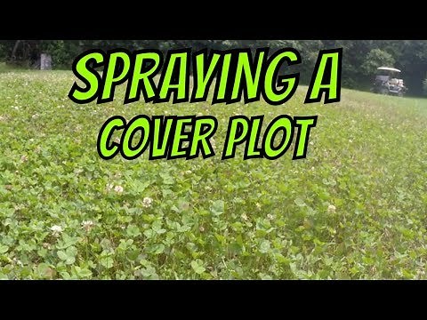 How to spray a clover food plot