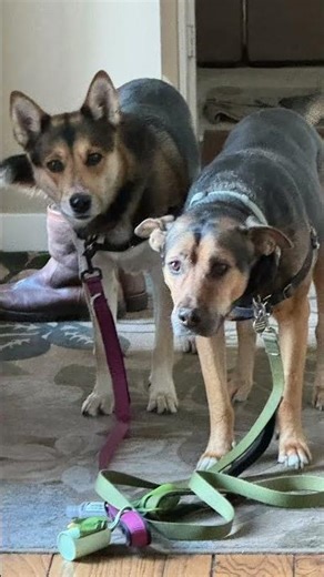 🐕 Meet Tori! 🐾