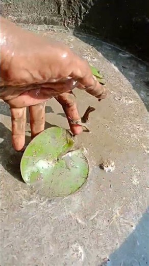 Lotus plant growthing #lotus #lotusflower #lottery