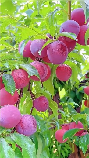 Golden & Orange Apples on Tree 🌳 | Satisfying Fruit Mobile Video 4K #fruitideas #fruity #fruitlove