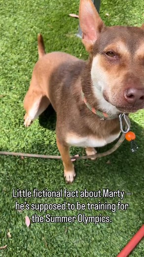MARTY 1 Year 5 Months #A5689307 GERM SHEPHERD / SIBERIAN HUSKY BROWN & WHITE NEUTERED MALE Most Recent Weight 32.20 LB on 4/23/2025 08/29/2025 OWNER SUR Baldwin Park Animal Care Center (BPACC) 📍4275 Elton St, Baldwin Park, CA 91706 ☎️ (626) 962-3577 ✅ M–Sat – 11 am - 5 pm. 🛑 Closed Sun. 🌐 https://animalcare.lacounty.gov/ 📦 If you want to send product donations to BPACC directly, send them to Volunteers c/o Isha McDonald [use the address above]. 📦 BPACC, Amazon wish list: https://tinyurl.com