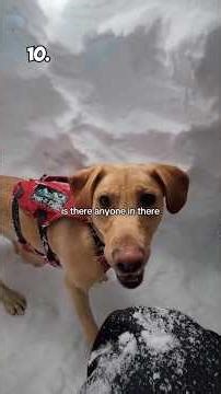 Top 10 Most Unique Dog Jobs