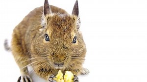 Cute Degu Eating Pet Food Stock Footage Video (100% Royalty-free) 2832685 | Shutterstock