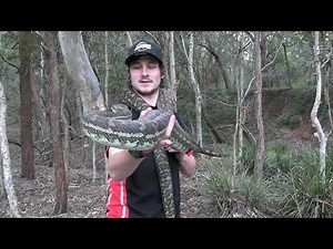 MASSIVE Coastal Carpet Python Relocation from Brisbane South!