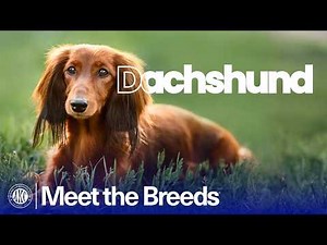 Everything You Need to Know About the Dachshund | AKC Meet the Breeds