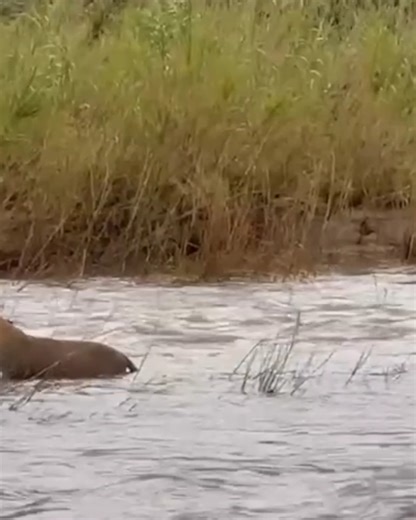 126K views · 741 reactions | A tourist guide captured the exact...