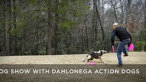 Join Main Street Gainesville for Mutts on Main on March 28, 2020 from 10 a.m. to 4 p.m. when the Square goes to the DOGS! This pet expo highlights adoptions and fostering at the Hall County Animal Shelter. | Downtown Gainesville