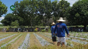 43K views · 832 reactions | Panoorin at alamin ang isa pang proseso ng composting na tinatawag na Bokashi, isang epektibong paraan ng pag-compost na gumagamit ng mga microorganisms para mapabilis ang pag-decompose ng mga organic waste. #Agripreneur | Agripreneur | Facebook