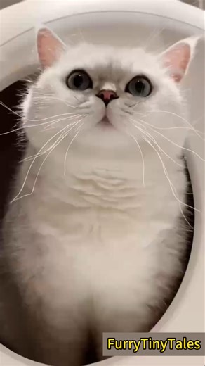 Funny Cat Potty Time #catshorts #kitten #kitty #cute #catlovers #adoreble