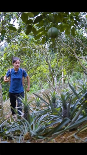 Harvesting Pineapple Goes to market sell #fruit #harvest #garden | Yang Bushcraft