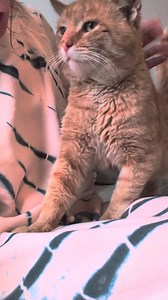 The good-est ball-less boy 🙃 | FosterBabyCats