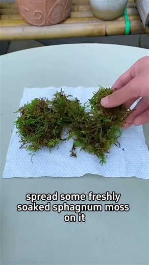 820K views · 9.7K reactions | Method for orchid propagation. | Ramos Mark | Facebook