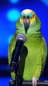 Amazon Parrot stage performance goes viral. Parrot talk about payment first 🤣. . . . #parrot #talkingparrot #funnyparrot #amazonparrot #parrotlover #singing #song #viralpost #viralreelsシ #trendingreel #fyb | Talking parrot