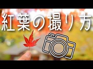 撮影の秋【初心者向け】紅葉の撮り方&基本設定！失敗しないテクニックとは？