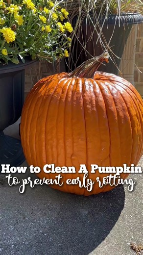 Do you clean your pumpkins?? The first time your pumpkin rots you will always wash them from then on! I promise. It’s so easy and worth the effort. Just scrub the pumpkin with dish soap using a sponge or wash cloth. Paying attention to the stem and the deep crevices. Rinse it off. The. To a damp paper towel add some vinegar so it’s well coated. Rub the vinegar all over the pumpkin including the stem. Let it sit with the vinegar for a few minutes. Rinse off and pat dry. Take the pumpkin outside a