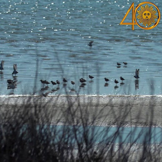 90K views · 4.7K reactions | Do Nothing For Two Minutes Take a minute, turn up the volume as we take you among shorebirds at North Carolina's Pea Island National Wildlife Refuge. Videographer: Carl Mrozek. https://cbsn.ws/2ZqIfk7 | CBS Sunday Morning | Facebook