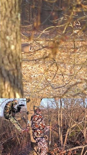 Buck Pushing a Doe During Late Season