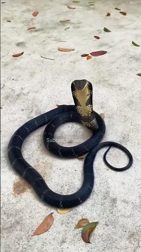 Deadly Beauty: The Striking Banded Krait of Asia 🐍 #wildlifevideo