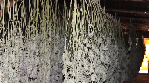 Oklahoma agents seize 1,392 marijuana plants in Sulphur grow raid, arrests expected