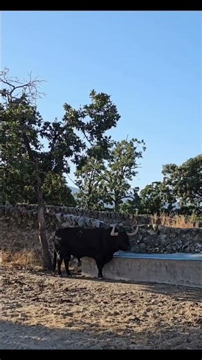 La tauromaquia es la cultura que despierta las emociones más intensas y los sueños más grandes