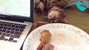 49K views · 692 reactions | Viral Video: Bengal cat pretends to be asleep to steal chicken. Bengal cats are very intelligent but are known to be attention seekers. | Cat Adoption Foundation | Facebook