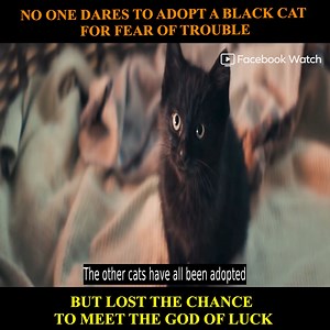 4.1M views · 10K reactions | Lucky cat | Cool | Facebook