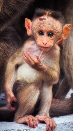 Baby bonnet macaque! Shot on @nikonindiaofficial #bonnetmacaque #macaques #babymonkey #wildlifephotography #monkeysofinstagram #colorgrade #natgeoyourshot #nikoncreators | Sandymo Pictures