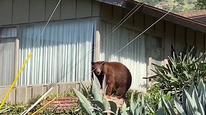 Monrovia mama bear euthanized after attack