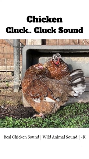 Real Chicken Sound 🐓 #chicken #animalsounds #shorts