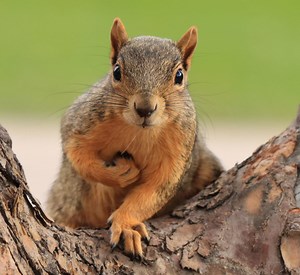 4 Types of Squirrels That Live in Massachusetts! (2025)