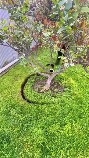 #gardening #cleaning #garden #asmr #fyp | garden