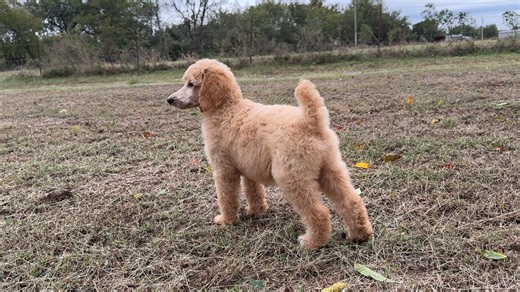 Poodle, Standard puppy for sale