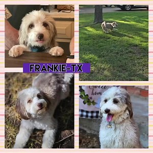 7.7K views · 190 reactions | UPDATE: Frankie- TX has been adopted❣️...