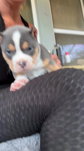 Blue Tri. Pocket. ABKC. This boy is looking right!! #BullyBreed #BullyLove #BullyNation #BullyLife #BullyPuppy #BullyBreeder #BullyCommunity #BullyStyle #BullyWorld #BullyCuteness #BullyPride #BullyFamily #BullyAdventures #BullyPhotography #BullyTraining #BullyLovers #BullyDog #BullyDogsofInstagram #BullyPaws #BullySmiles #bullypuppies #bully #americanbully #dogsofinstagram #designerbullies #instapuppy #picoftheday #dogsofinstagram #tattoo #fashion #bullylove #pets #fypシ゚viralシfypシ゚ #puppies #Am