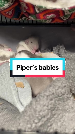 Ari Dumbo Rat trên TikTok