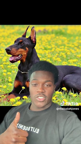 Understanding the Relationship Between Dogs and Their Owners