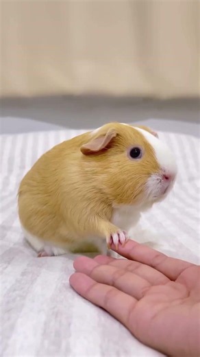 Who Is The Cutest Of Them All? 🐹✨