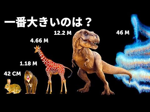 生物のサイズを比較！(一番大きいのはクジラじゃない！)