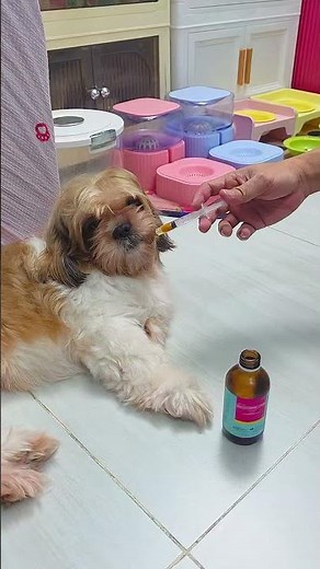 Lc-vit syruo, multivitamins for dogs.. #shorts #Lcvitsyrup #dogvitamins #vitaminsfordogs