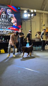 36 reactions · 12 comments | The best XL AmericanBully goes to… | CasK Kennel | Facebook