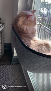 You guys know I’m a big boy!! I outgrew my other K&H Pet Products EZ Mount Window Bed. Sooooo I Got the new Extra Deep EZ Mount Window Bed (holds up to 60lbs!) It also has a heating pad for these colder mornings. 😻😻😻😻 https://khpet.com/products/thermo-ez-mount-window-bed-extra-deep | Fisher The Maine Coon