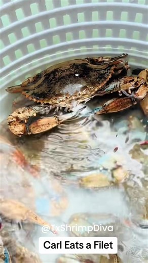 ￼I’m not sure how many of you caught one of my favorite videos, but this is Carl the Crab eating lunch. 🦀 Whenever we catch crabs, I like to give them a little food. It’s my way of making sure they aren’t hangry or stressed out. I know it might sound a little backwards, especially since they’re ultimately destined to fill the bellies of some hungry humans—but still, you can be kind. It just makes me feel better knowing that I’m showing love to sea life. It might be skewed logic, but it’s my way