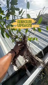 "New life for old trees" FICUS RETUSA #bonsai | Romeo Antipuesto Jr