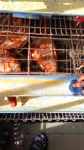process of cleaning chicken drinking places #farming #layinghens | Reza Rezaldi