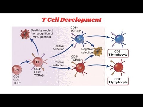 T Cell Development (Basic)