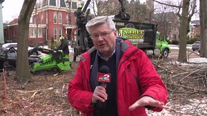 Fallen Trees Cleanup Detail in Buffalo
