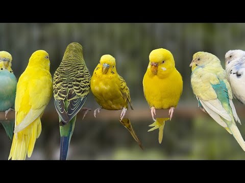 3 Hours of Budgies Singing: Relaxing Nature Sounds for Stress Relief